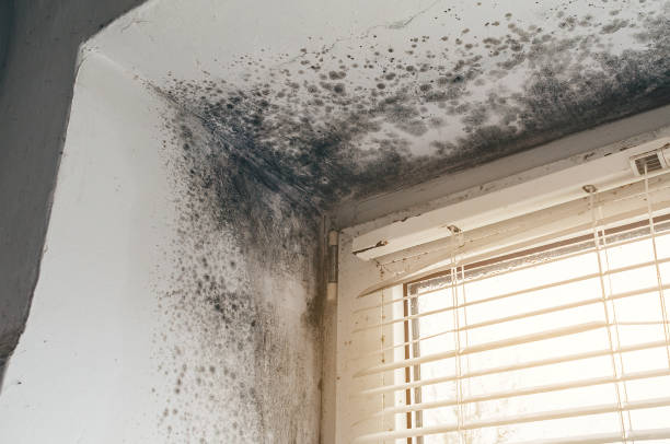 Affordable Mold Inspection And Testing solutions in Saint James City, FL